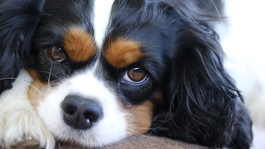 Cavalier King Charles Spaniel