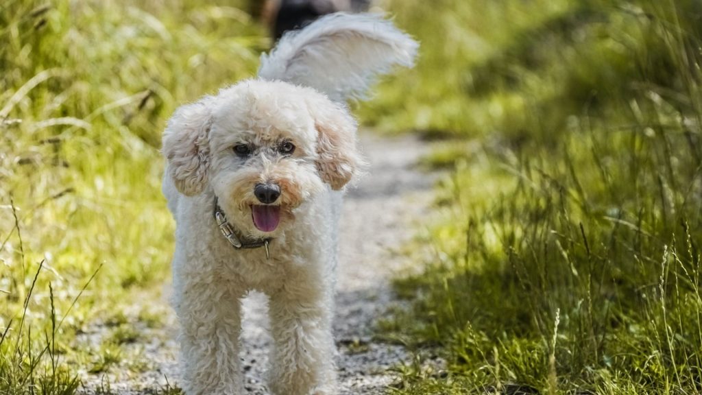 Poodle (Standard and Miniature)