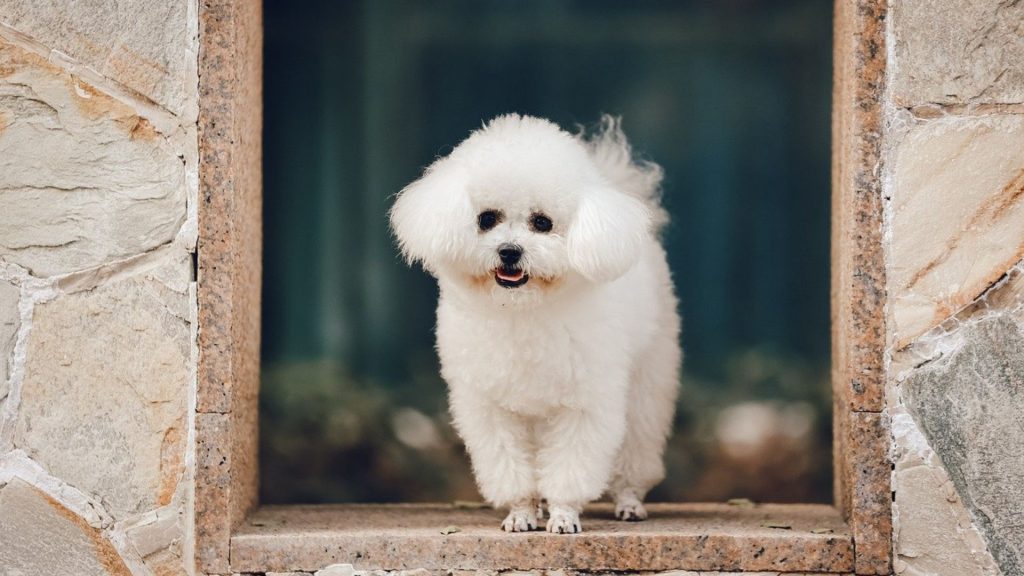 Bichon Frise