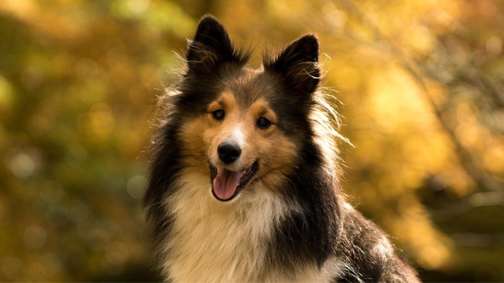 Shetland Sheepdog