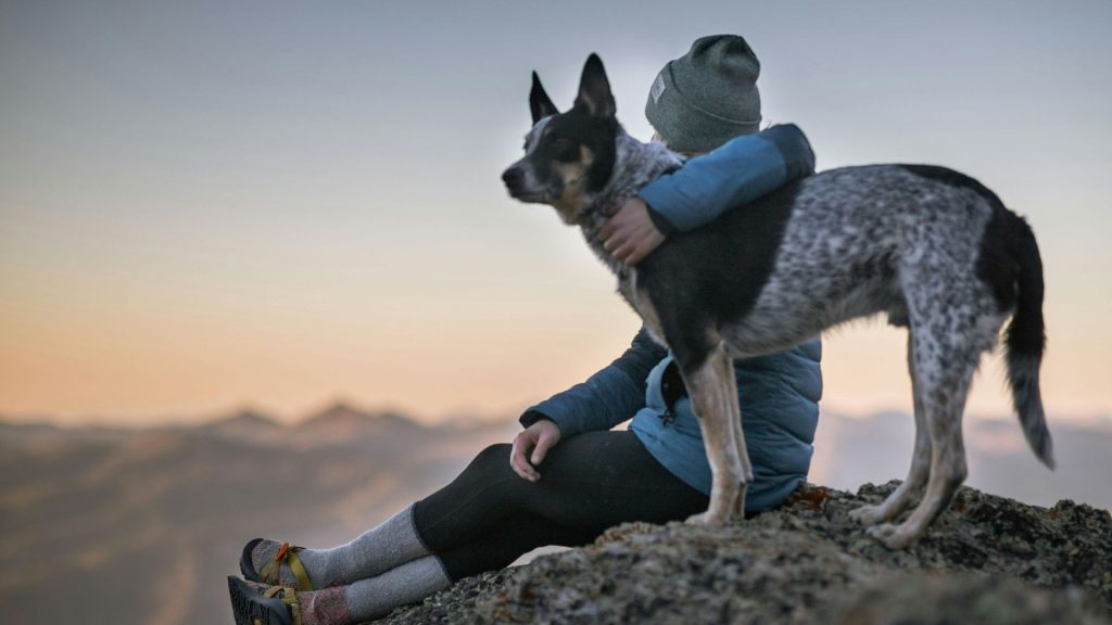 Australian Cattle Dog