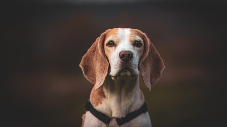 Calico Dog Breeds