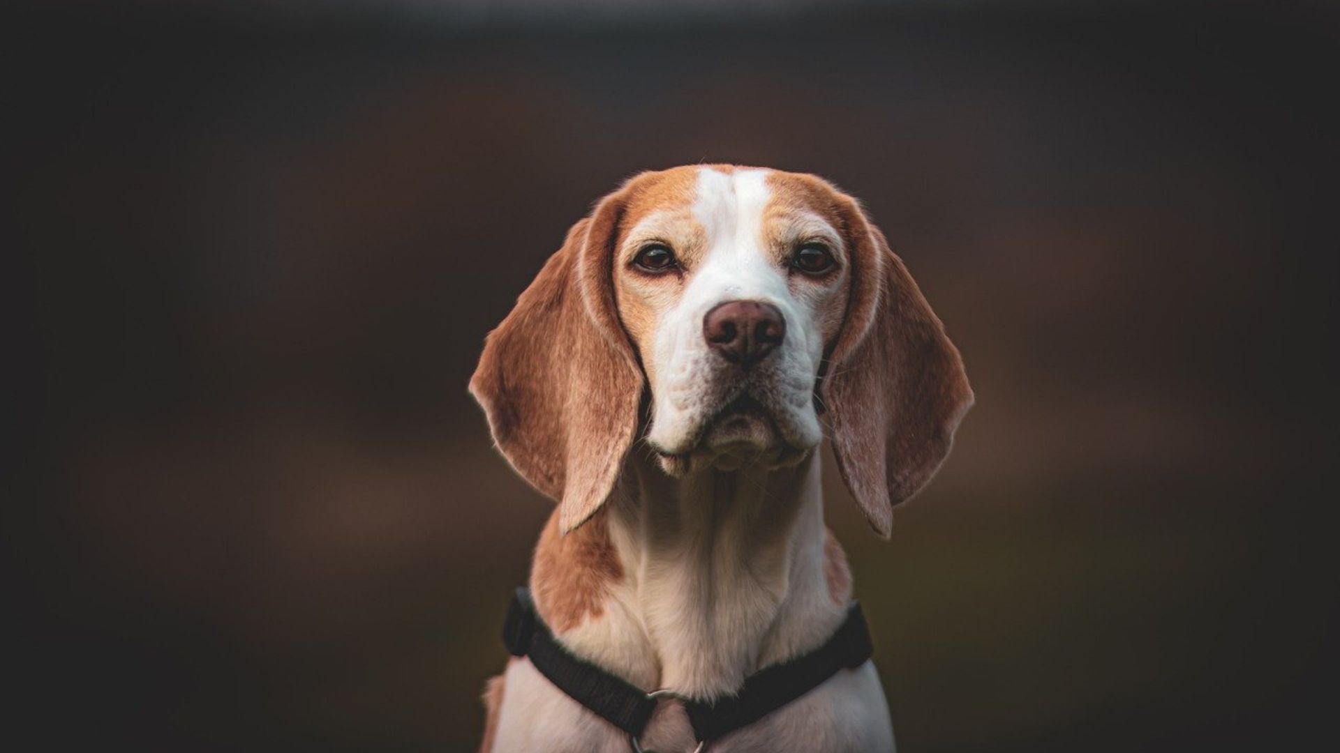 Calico Dog Breeds: Unique Patterns and Personalities - Pet Fleck