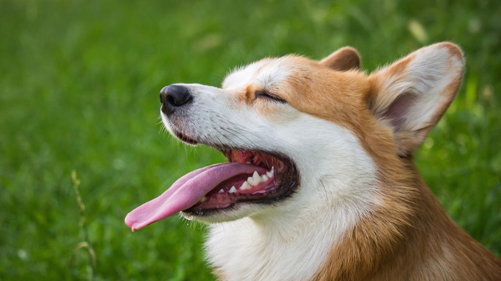 Pembroke Welsh Corgi