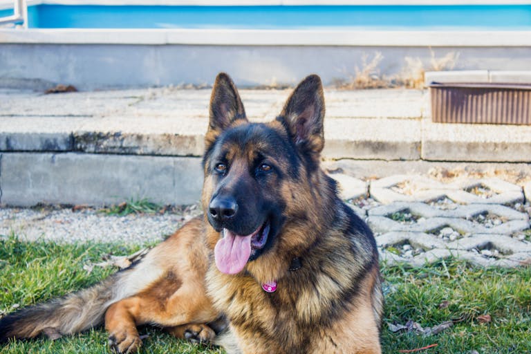 A calm German Shepherd dog lying on grass outdoors, showcasing its iconic features.