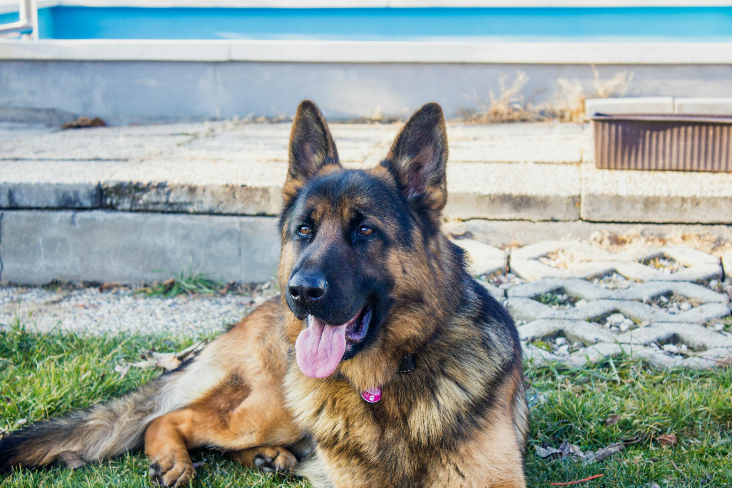 A calm German Shepherd dog lying on grass outdoors, showcasing its iconic features.