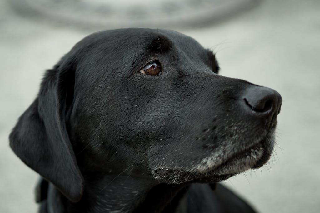 A close-up shot of a black Labrador Retriever with attentive gaze, showcasing fur detail.