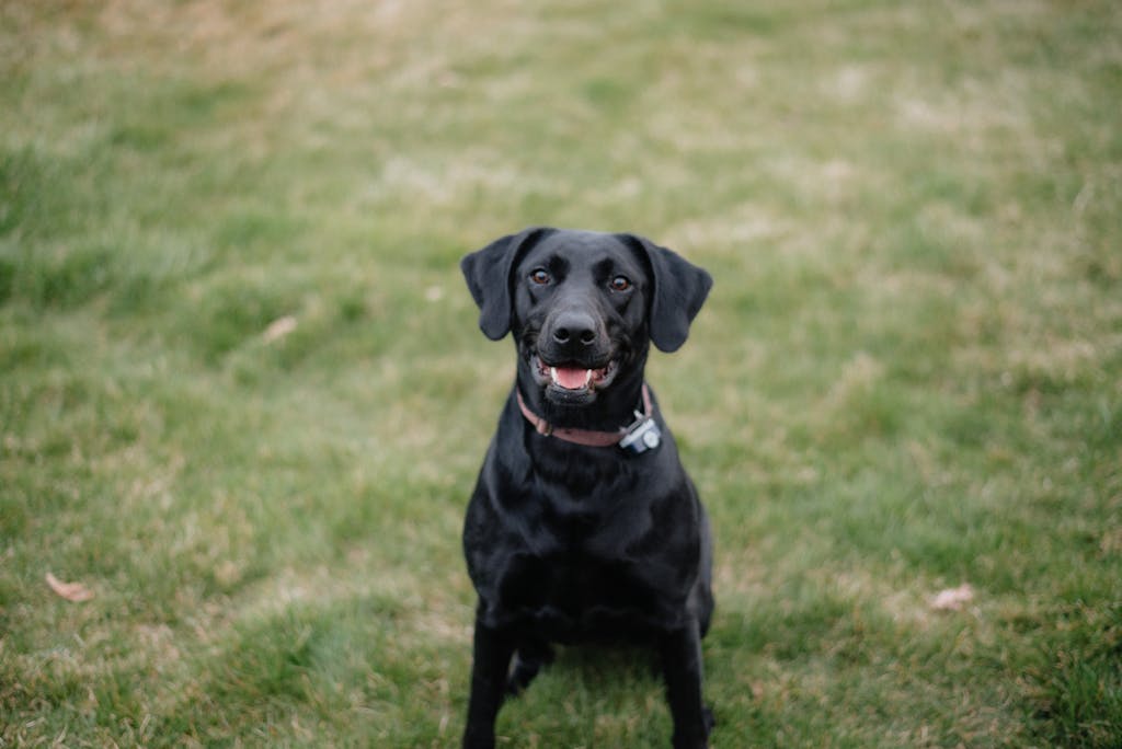 A joyful black Labrador Retriever sits on green grass outdoors.