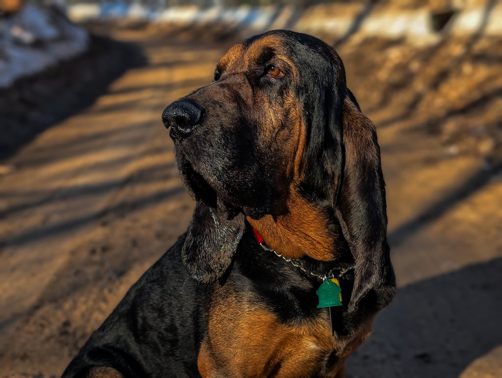 A majestic bloodhound attentively sits on a sunlit dirt path outdoors.
