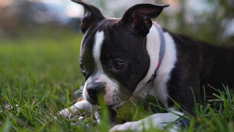 Cute Boston Terrier pup relaxing on green grass outdoors.