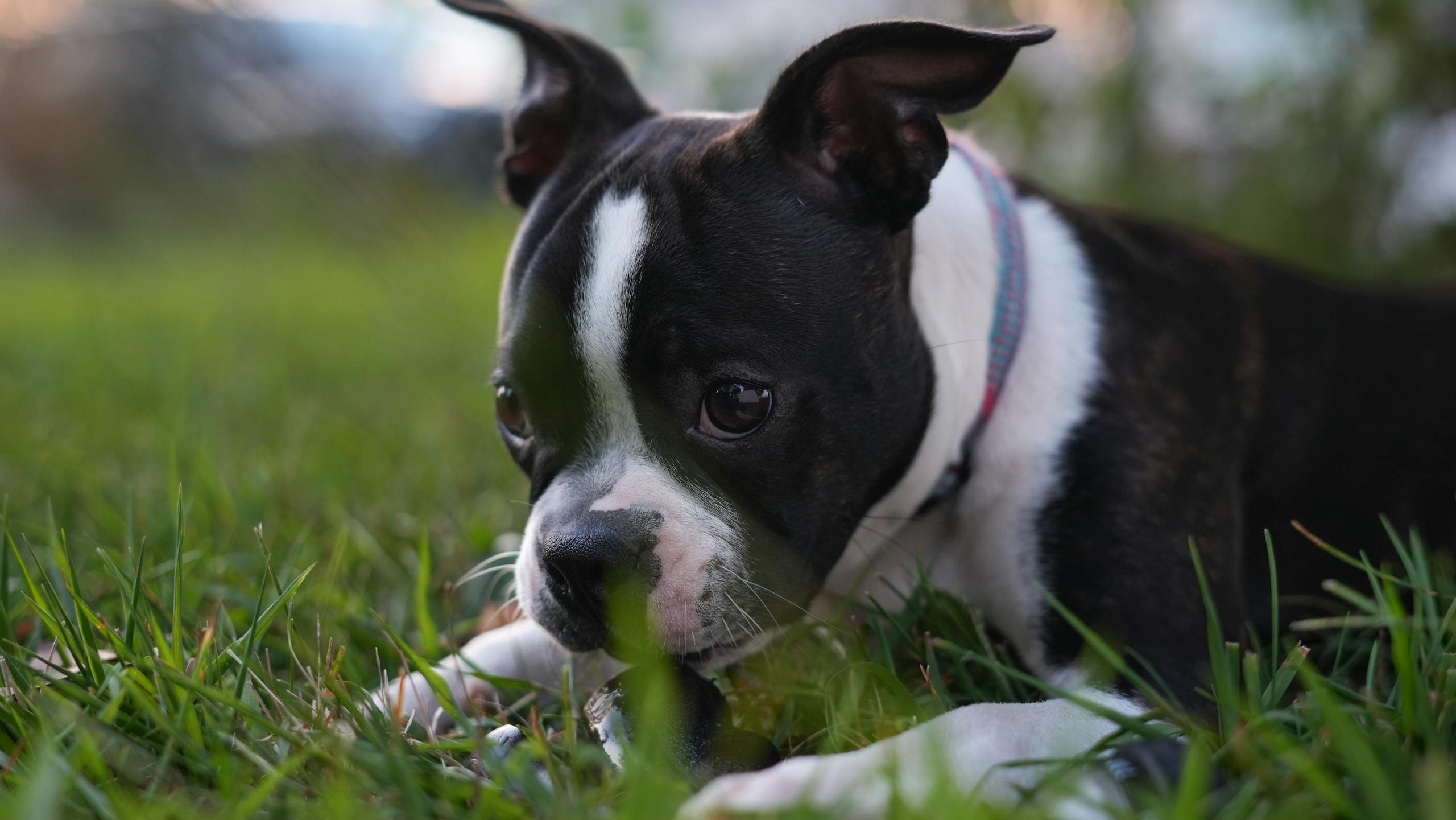 Cute Boston Terrier pup relaxing on green grass outdoors.