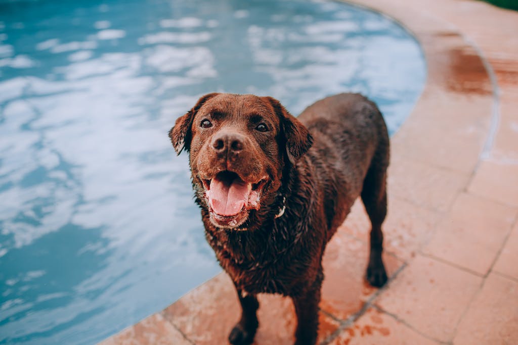 Happy brown Labrador Retriever standing poolside, dripping wet and playful.