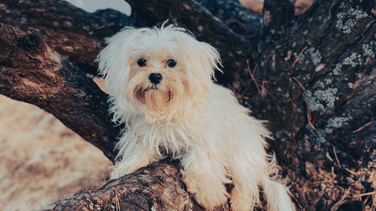 korean maltese