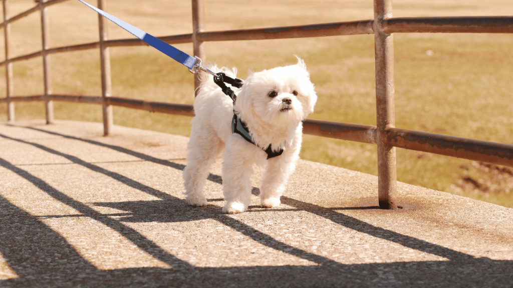 korean maltese