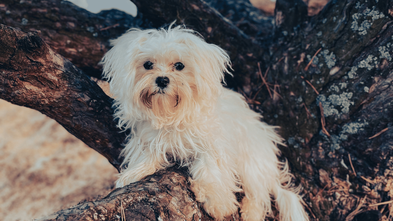 korean maltese