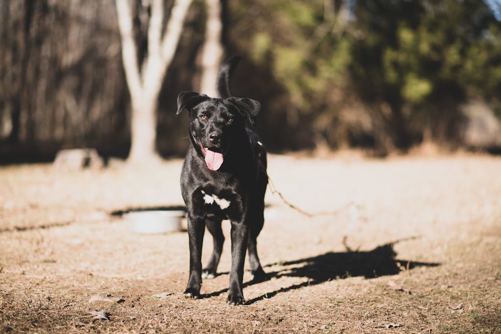 Labrador Retriever standing outdoors with tongue out on a sunny day.