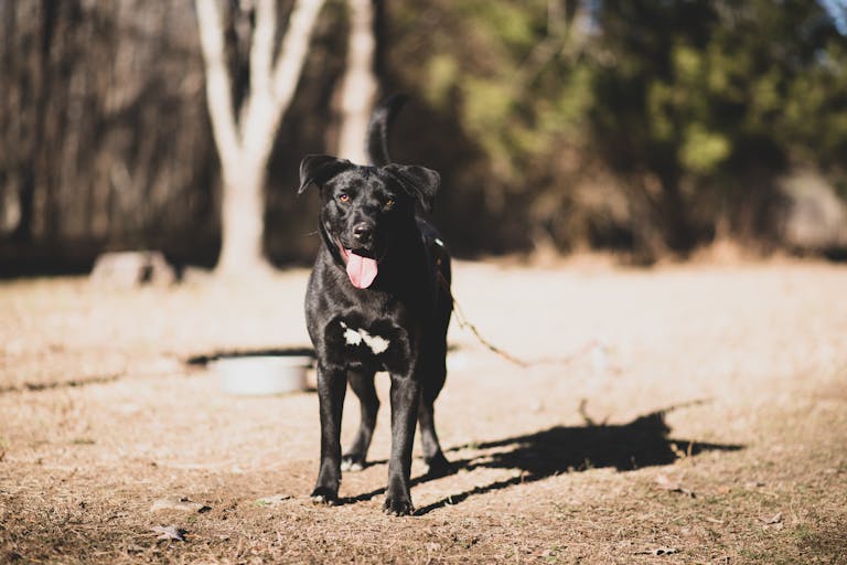 Labrador Retriever standing outdoors with tongue out on a sunny day.