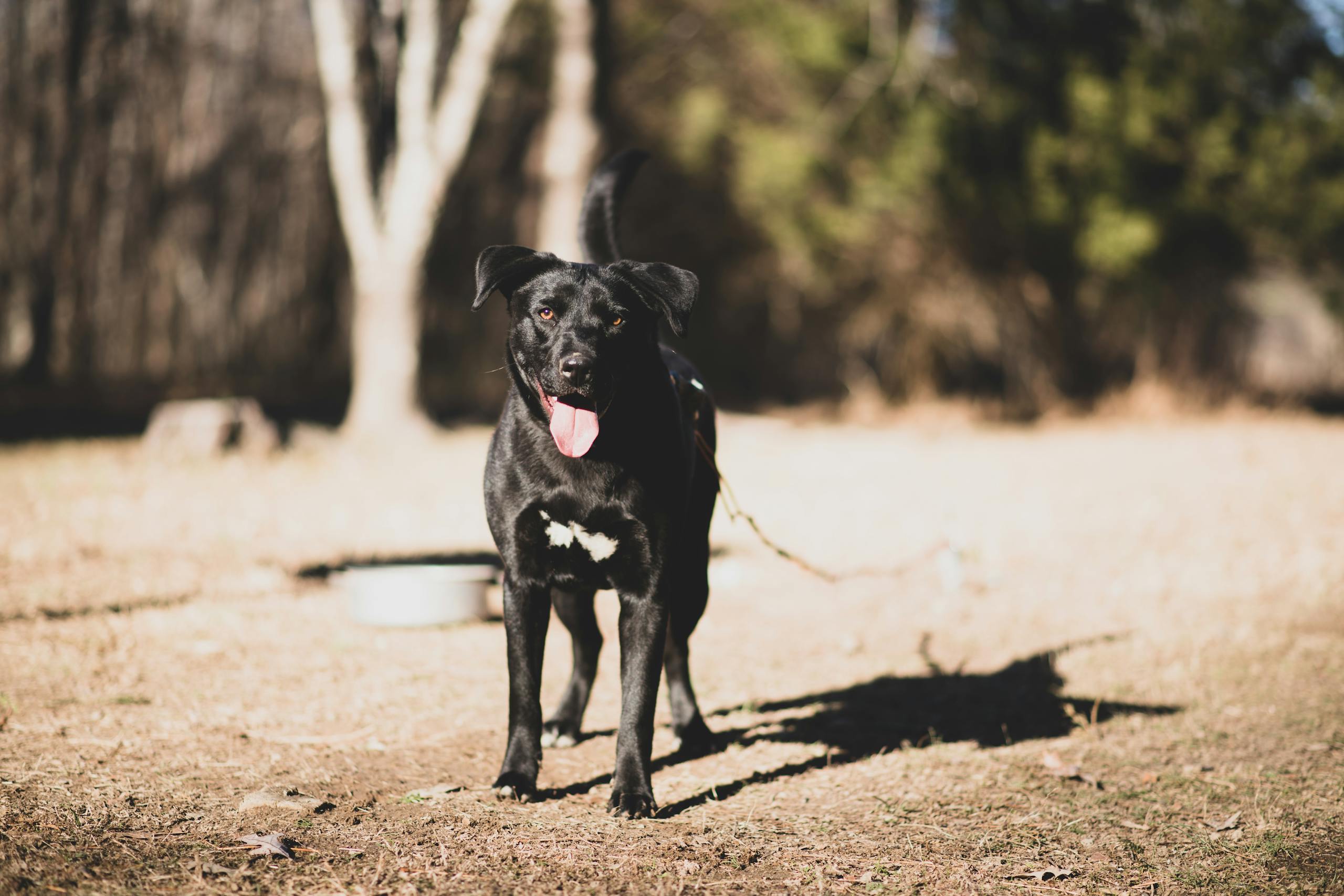 Labrador Retriever standing outdoors with tongue out on a sunny day.