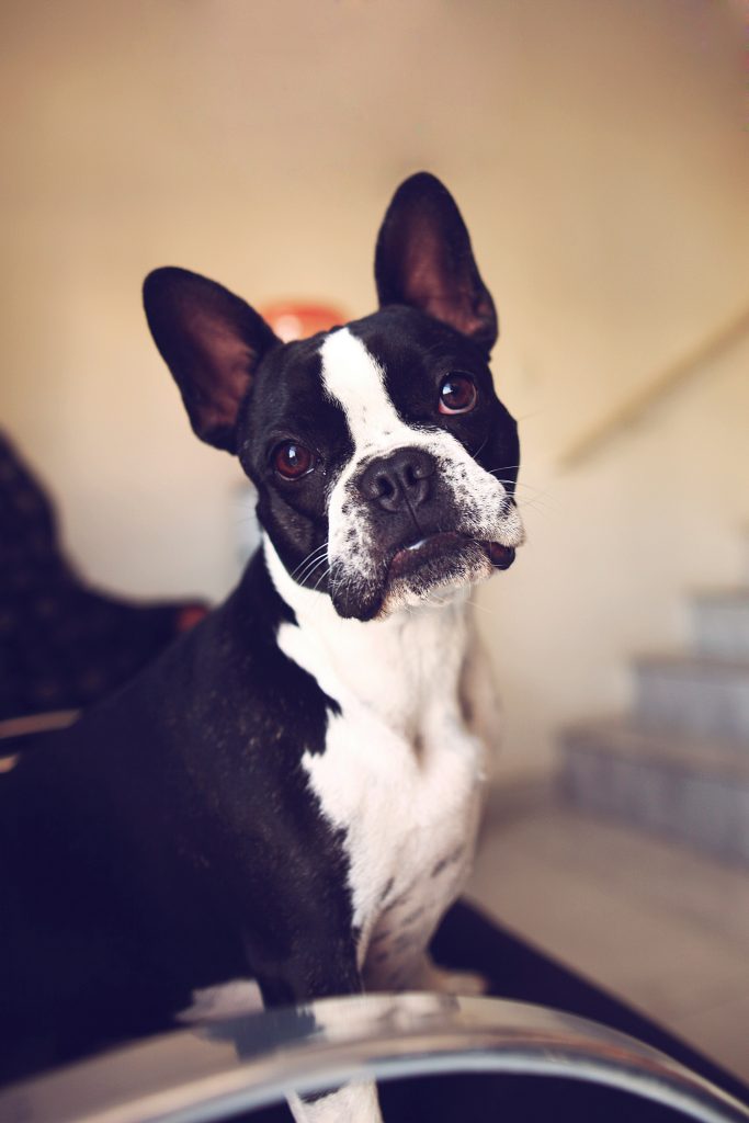 Blue Boston Terrier