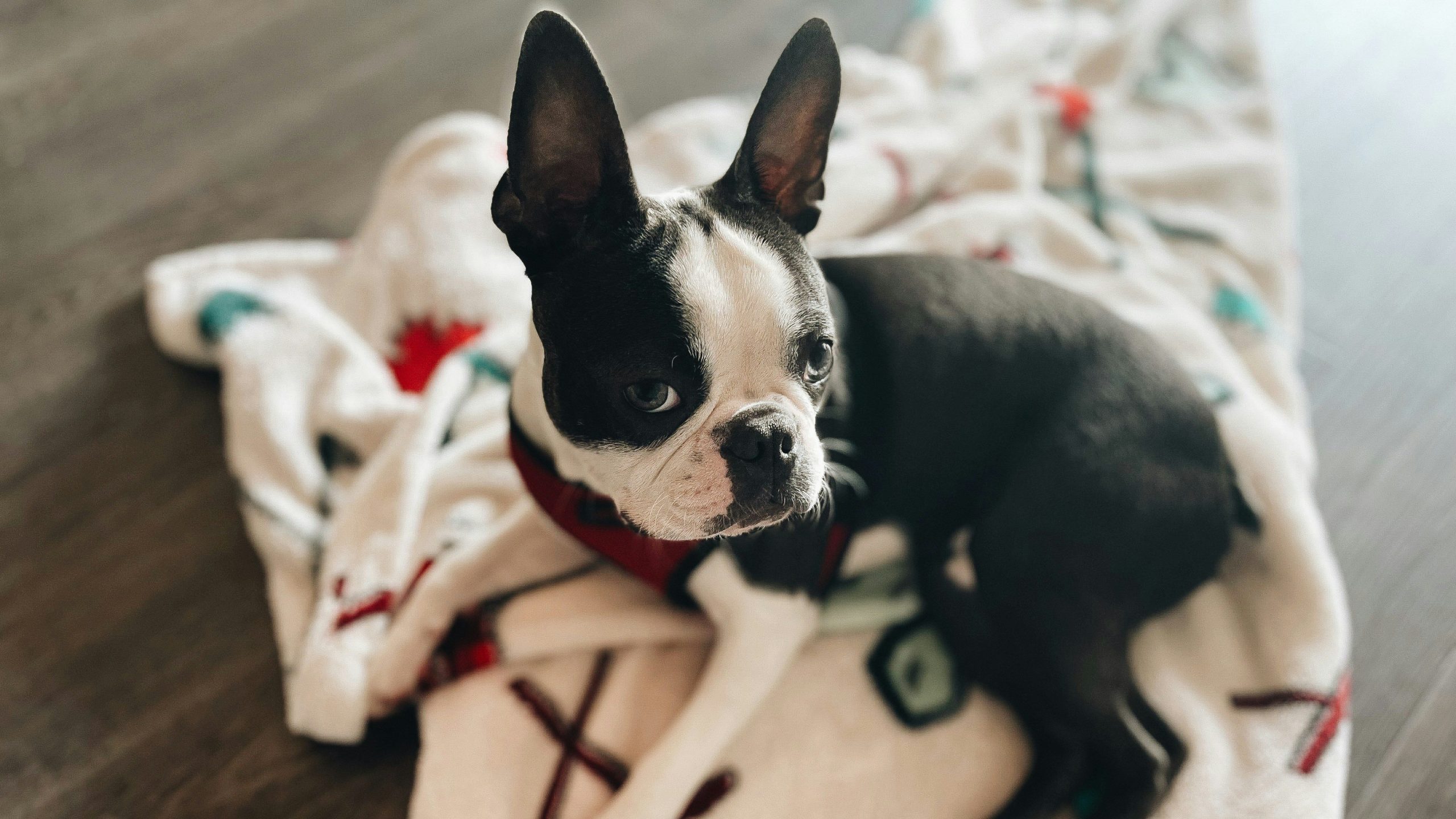 Blue Boston Terrier